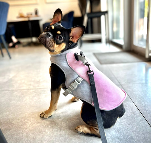 Frenchie french bulldog - frenchie,